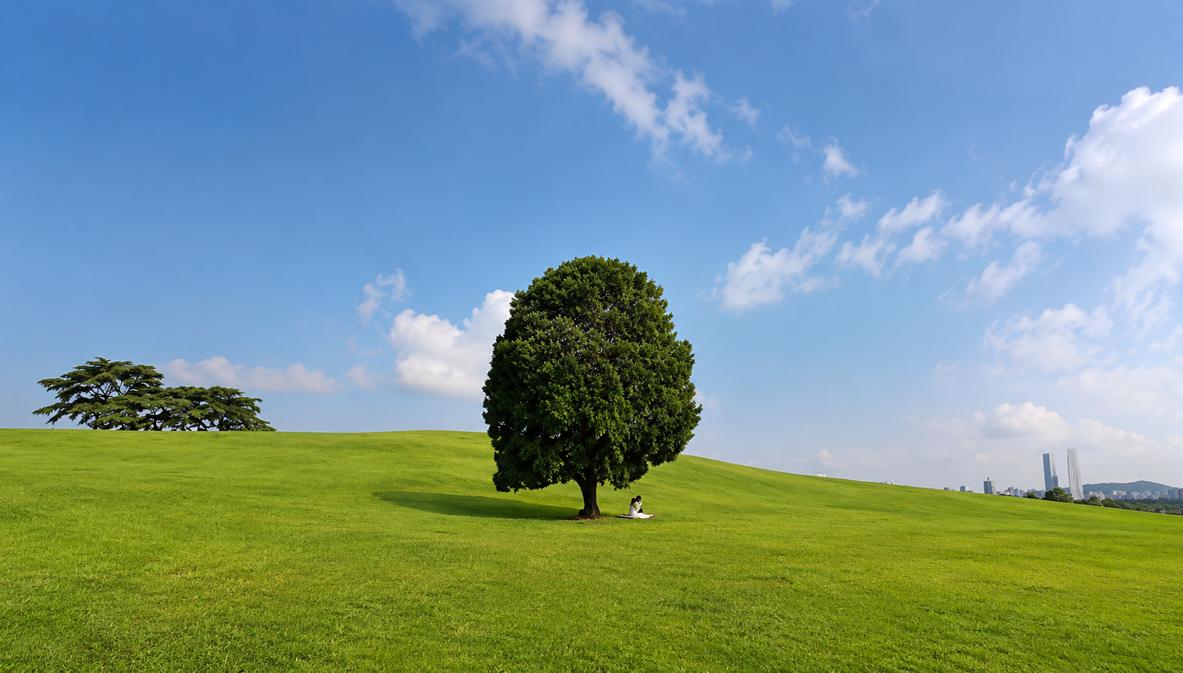 The famous Lonely Tree (나홀로나무) standing alone in a meadow at Olympic Park Seoul during golden hour